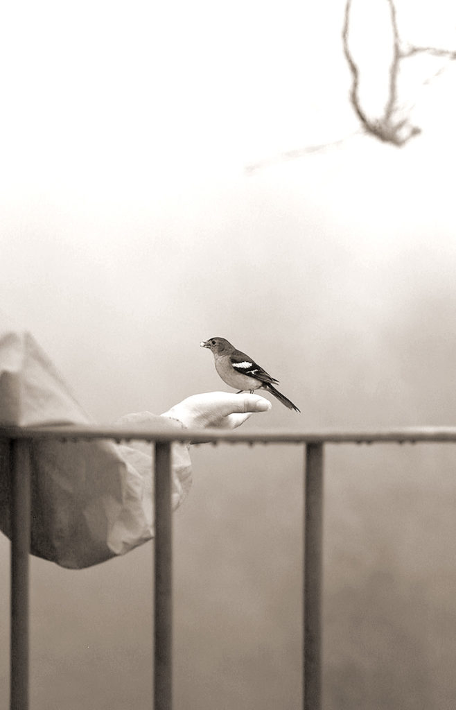 vogel auf hand bei einer wanderung auf madeira schwarz-weisses Foto